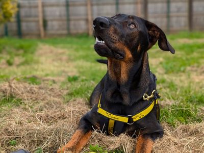 Reggie | Dobermann Cross | Harefield West London - 3