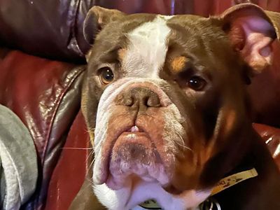 Old english bulldog sales adoption