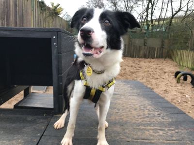 Pepper | Collie (Border) | Ilfracombe - 3