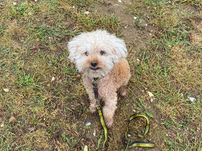 Coffee | Poodle (Miniature) | Snetterton (Norfolk) - 3