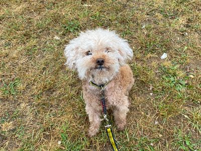 Coffee | Poodle (Miniature) | Snetterton (Norfolk) - 2