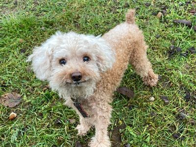 Coffee | Poodle (Miniature) | Snetterton (Norfolk) - 3