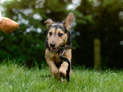 Hella | Terrier (Lakeland) Cross | Kenilworth (West Midlands) - 5