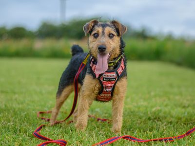 Hella | Terrier (Lakeland) Cross | Kenilworth (West Midlands) - 3