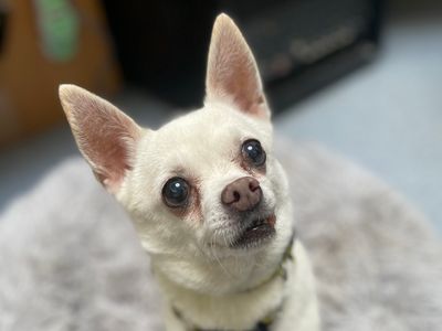 Rescued chihuahuas best sale needing adoption