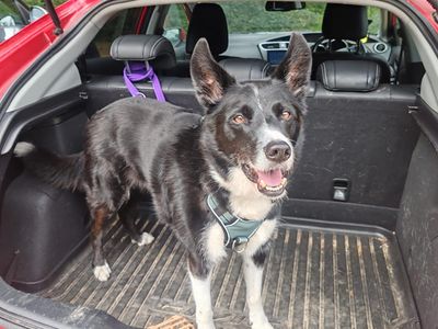 Daisy | Collie (Border) | Salisbury (Wiltshire) - 3