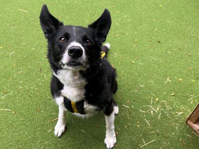 Daisy | Collie (Border) | Salisbury (Wiltshire) - 1