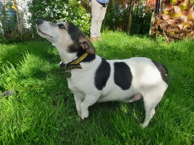 Fred | Terrier (Jack Russell) | Canterbury - 3