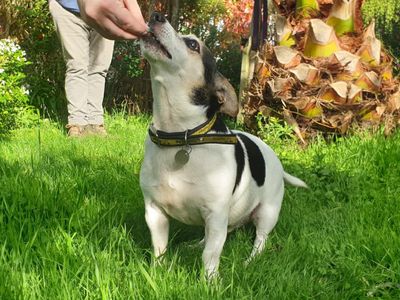 Fred | Terrier (Jack Russell) | Canterbury - 5