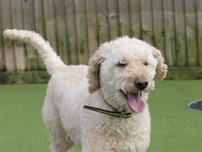 Poodles for adoption cheap near me