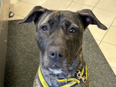 Bridget | Terrier (Staffordshire Bull) Cross | Basildon (Essex) - 3