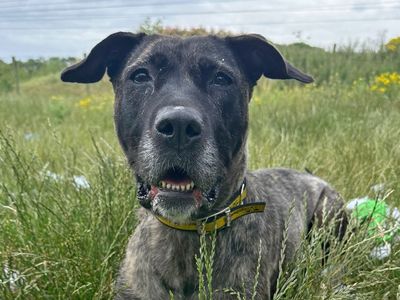 Bridget | Terrier (Staffordshire Bull) Cross | Basildon (Essex) - 5