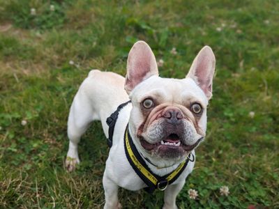 Antoine | French Bulldog | Bridgend (Wales) - 5