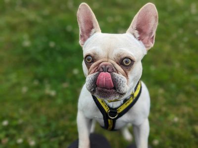 Antoine | French Bulldog | Bridgend (Wales) - 3