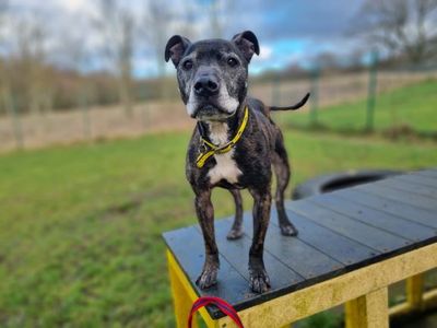 Harry | Terrier (Staffordshire Bull) Cross | West Calder (Edinburgh) - 5