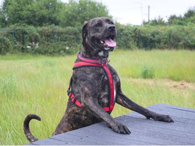 Aura | Mastiff Cross | Harefield West London - 5