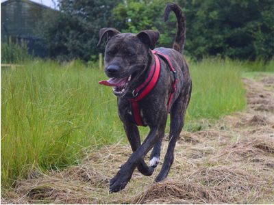 Aura | Mastiff Cross | Harefield West London - 3