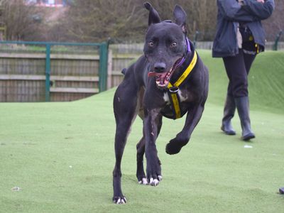 Pacino | Lurcher | Harefield West London - 3