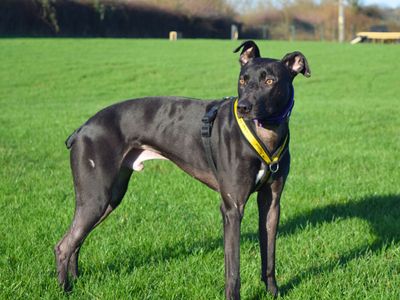 Pacino | Lurcher | Harefield West London - 5