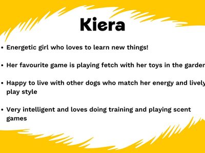 Kiera | Belgian Shepherd Dog (Malinois) Cross | West Calder (Edinburgh) - 2