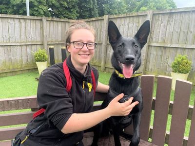 Freya | Belgian Shepherd Dog (Malinois) Cross | West Calder (Edinburgh) - 2