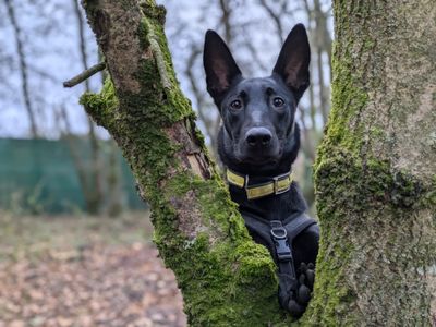 Freya | Belgian Shepherd Dog (Malinois) Cross | West Calder (Edinburgh) - 3