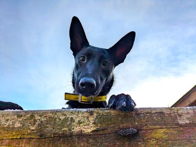 Freya | Belgian Shepherd Dog (Malinois) Cross | West Calder (Edinburgh) - 4