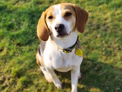 Beagle rescue hot sale groups near me