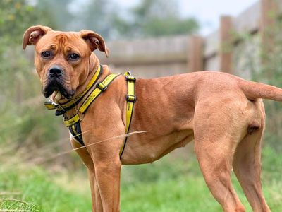 Loka | Terrier (Staffordshire Bull) Cross | Harefield West London - 3