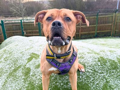 Loka | Terrier (Staffordshire Bull) Cross | Harefield West London - 2