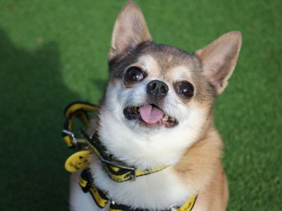 Chihuahua rescue hot sale