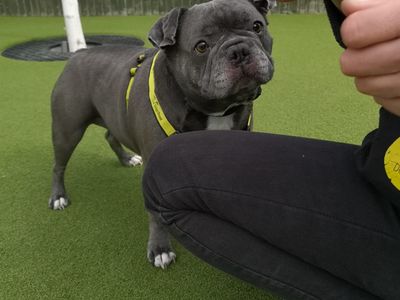 Frazer | French Bulldog | Shoreham (Sussex) - 3