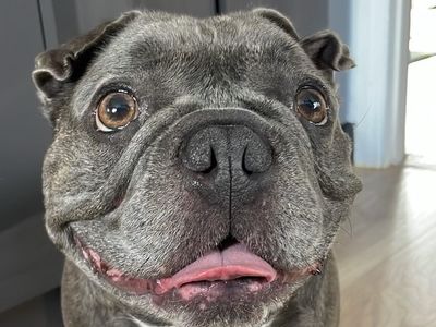 Frazer | French Bulldog | Shoreham (Sussex) - 5