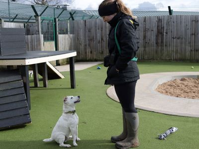 Scrabble | Terrier (Jack Russell) Cross | Evesham (Worcestershire) - 5