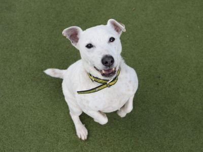 Scrabble | Terrier (Jack Russell) Cross | Evesham (Worcestershire) - 3