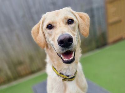 Winnie | Retriever (Labrador) Cross | Leeds - 1