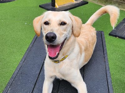 Winnie | Retriever (Labrador) Cross | Leeds - 3