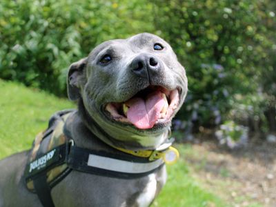 Connie | Terrier (Staffordshire Bull) | Merseyside (Liverpool) - 3