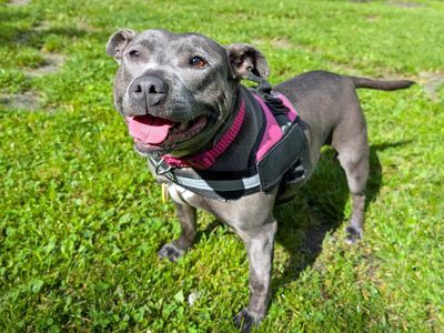 Connie | Terrier (Staffordshire Bull) | Merseyside (Liverpool) - 2