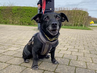 Snowy | Terrier (Jack Russell) | Basildon (Essex) - 5