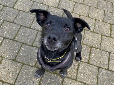 Snowy | Terrier (Jack Russell) | Basildon (Essex) - 3