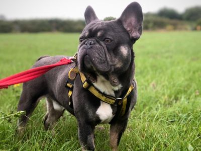 Freddie | French Bulldog | Shoreham (Sussex) - 3