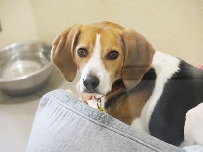 Beagles needing a store home