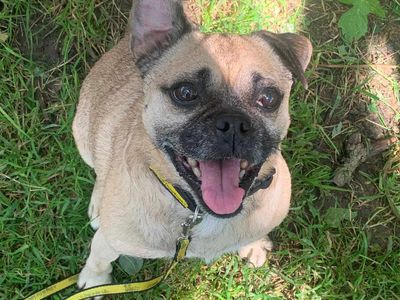 Fergi | Pug Cross | Bridgend (Wales) - 5