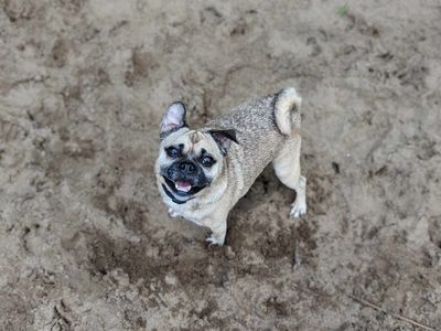 Fergi | Pug Cross | Bridgend (Wales) - 3