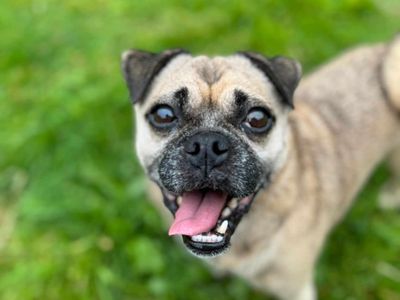 Fergi | Pug Cross | Bridgend (Wales) - 3