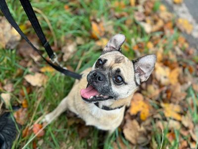 Fergi | Pug Cross | Bridgend (Wales) - 3