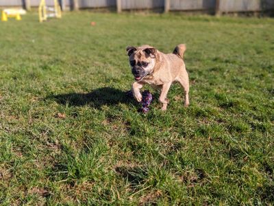 Fergi | Pug Cross | Bridgend (Wales) - 5