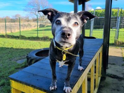 Mia | Terrier (Staffordshire Bull) Cross | West Calder (Edinburgh) - 3