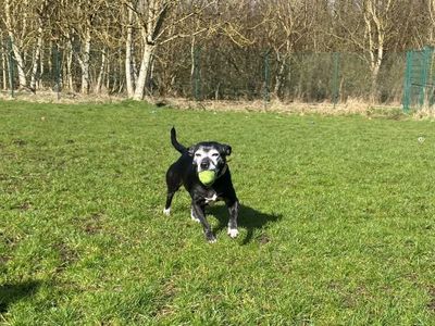 Mia | Terrier (Staffordshire Bull) Cross | West Calder (Edinburgh) - 5